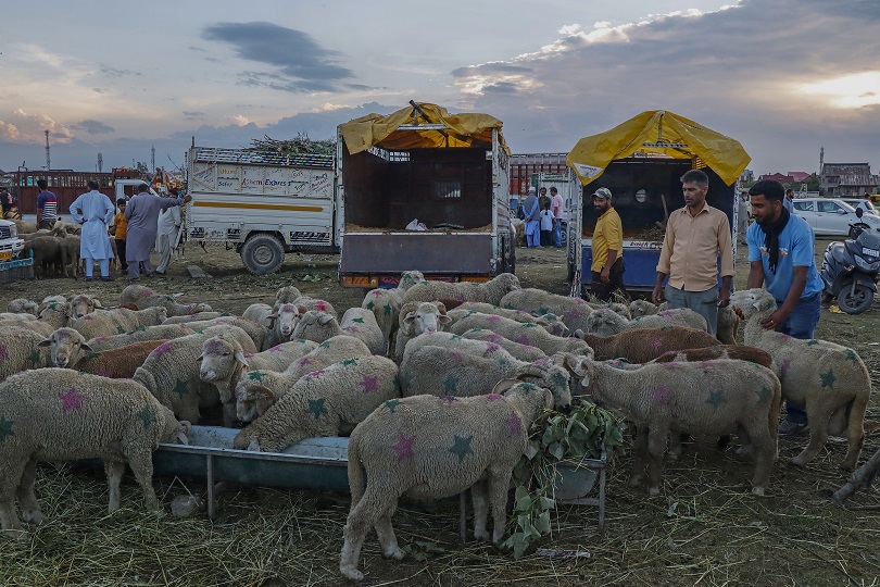 Kashmir mutton deadlock ends as livestock dealers call off strike Mutton