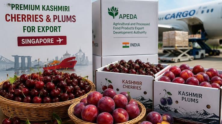 Kashmir’s premium cherries, plums reach Singapore market for first time APEDA facilitates commercial shipment, says committed to connecting J&K farmers to global markets