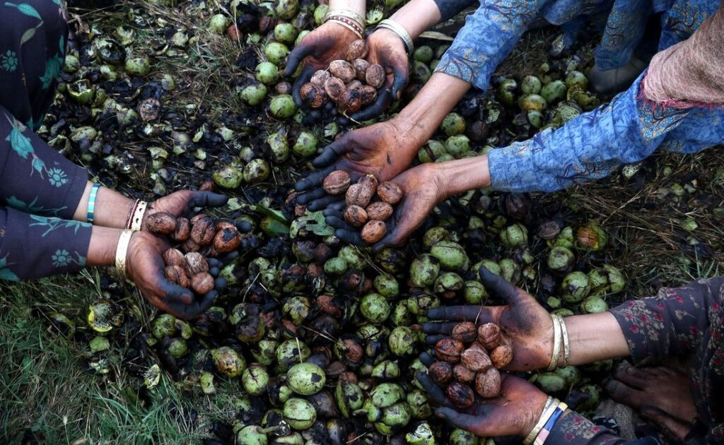 Each walnut harvest reaps its deadly due in Kashmir WALNUT HARVEST IN KASHMIR
